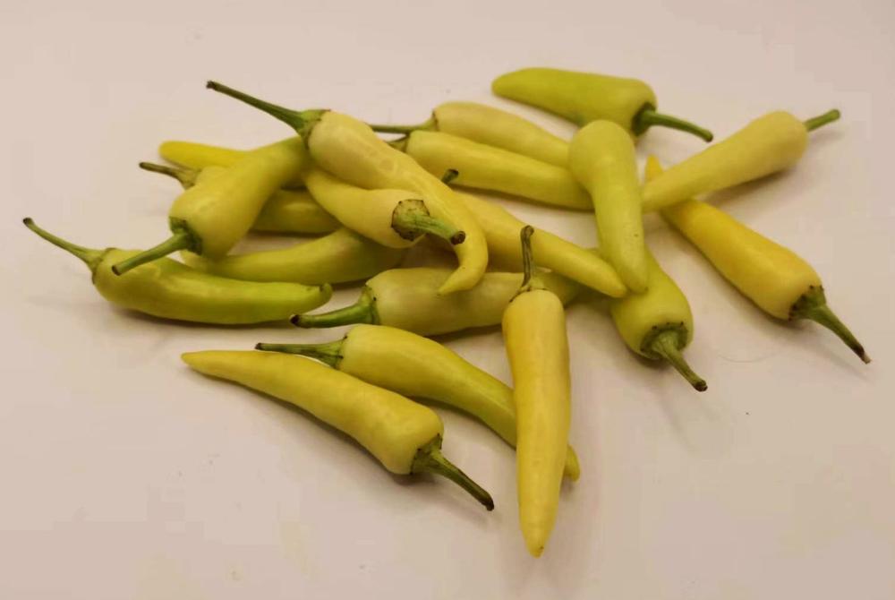 whitechillies.thumb.jpg.5a2557a9f59e9902cc5842b861b2863e.jpg