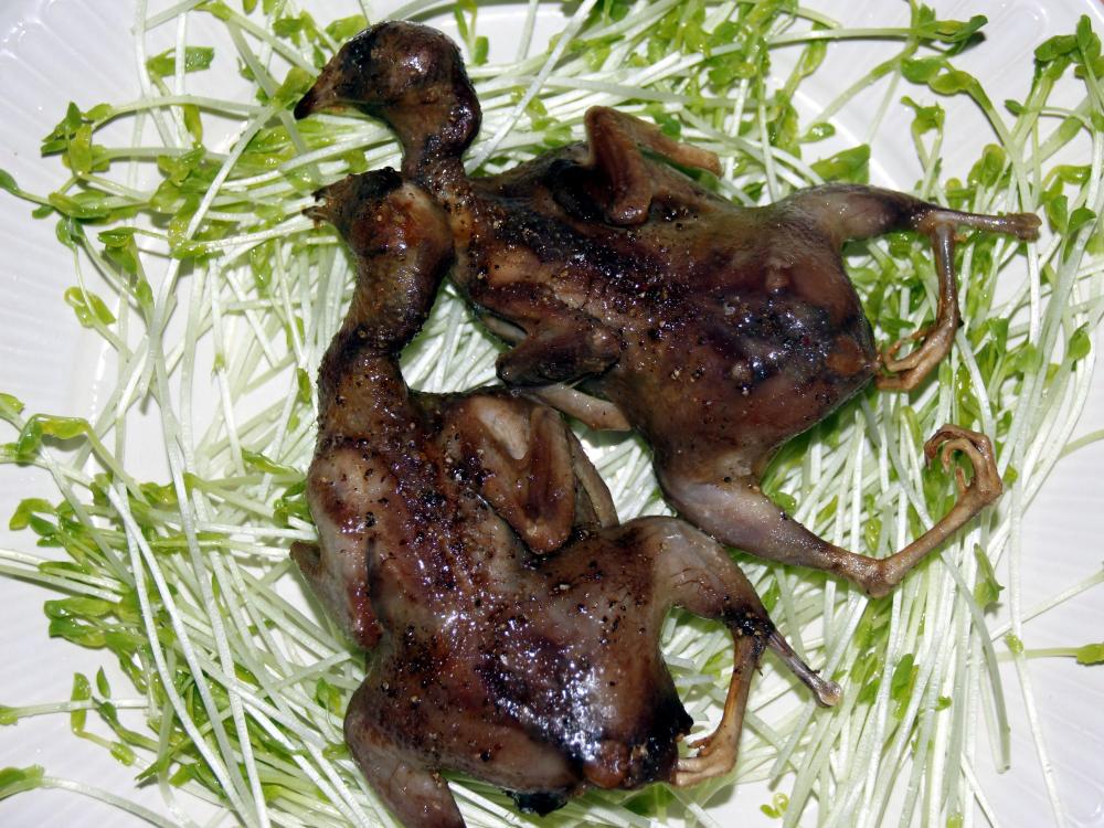 Quail4.thumb.jpg.081eefc7d807b72ca0da0f0e5fffdab8.jpg