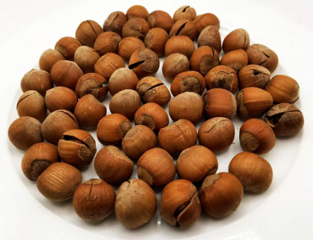 Hazelnuts.thumb.jpg.e55464801b0c16b521095a4c8710117b.jpg