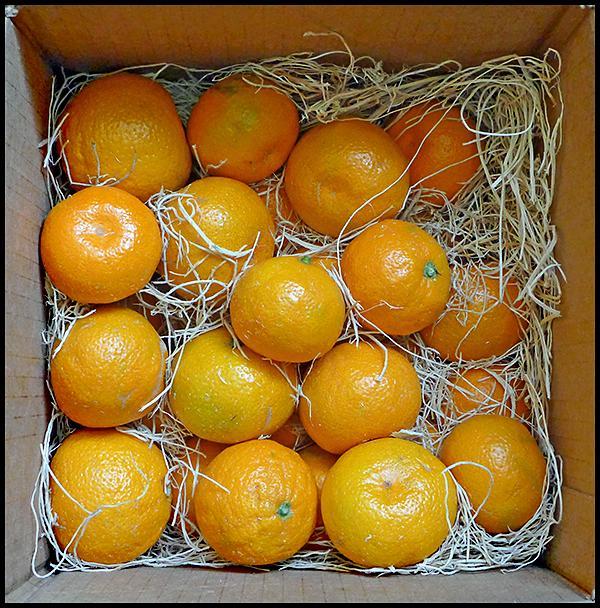 Satsumas.jpg.0b1fc7266f7191e94fe760ad153ec144.jpg