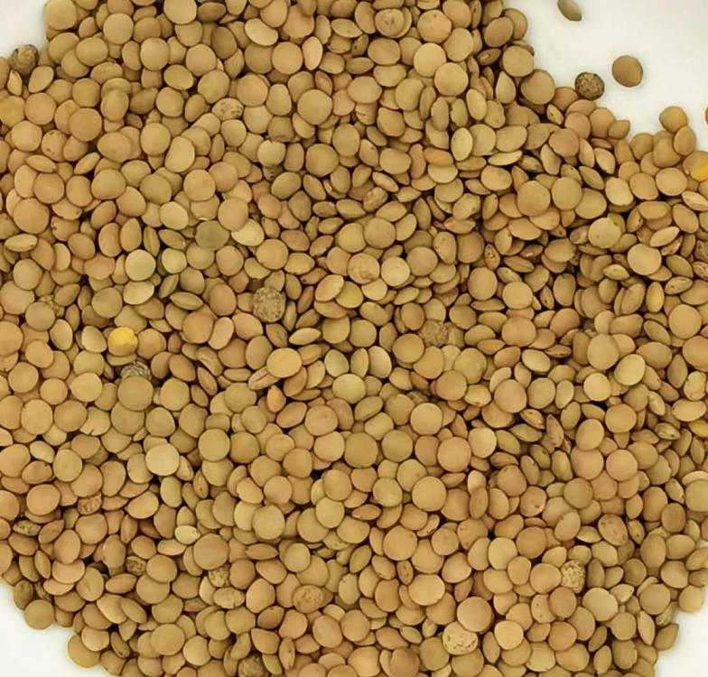 dunhuanglentils.thumb.jpg.5a841079d102eb79c9b8b8b5aafabf74.jpg