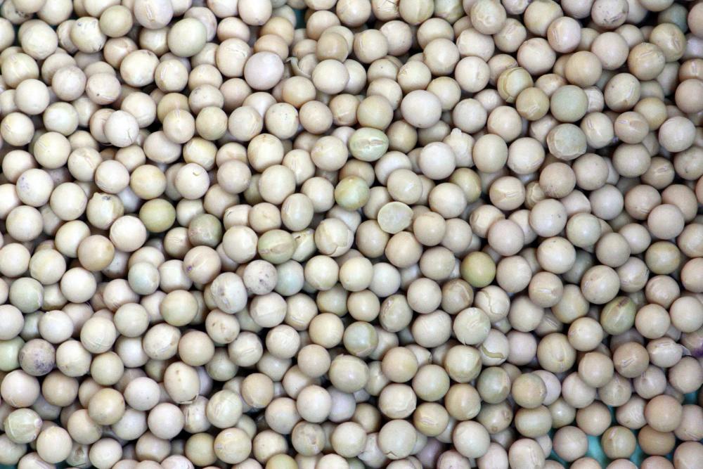 Soybeans.thumb.jpg.01efce104c5e0b37fffc7ad0c36524be.jpg