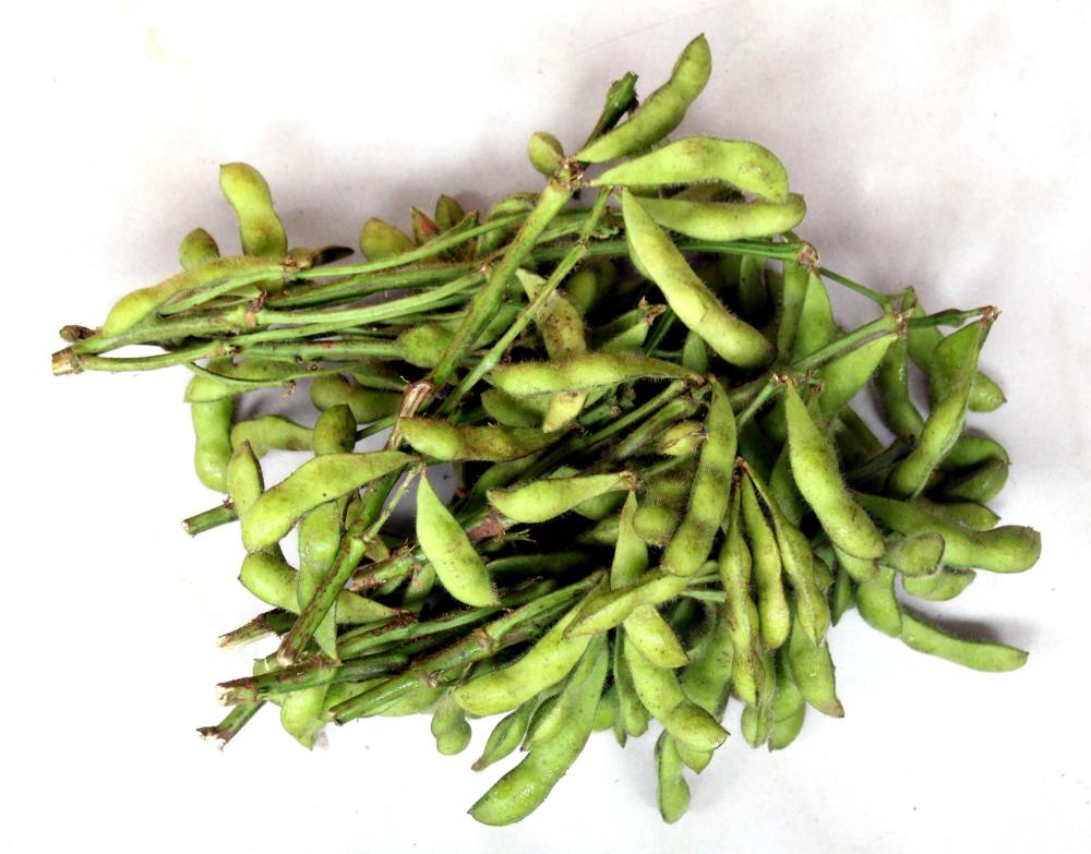 edamame1.thumb.jpg.ef518a6c7bbfb1b7f9c7e88e16852e53.jpg