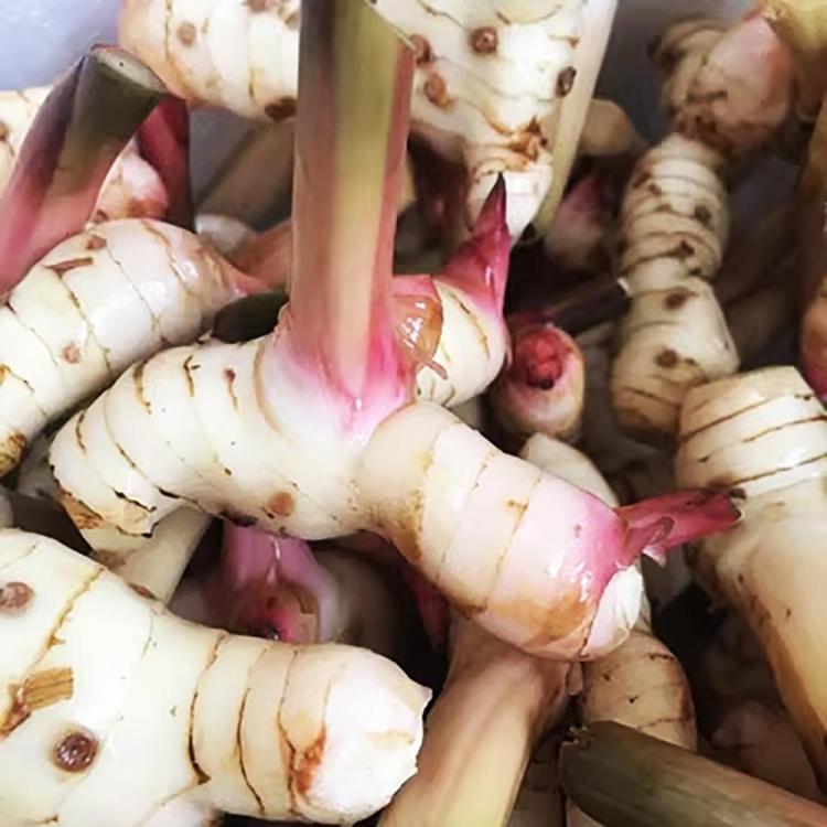 galangal.thumb.jpg.53666cf1dedc237271104220cac6762f.jpg