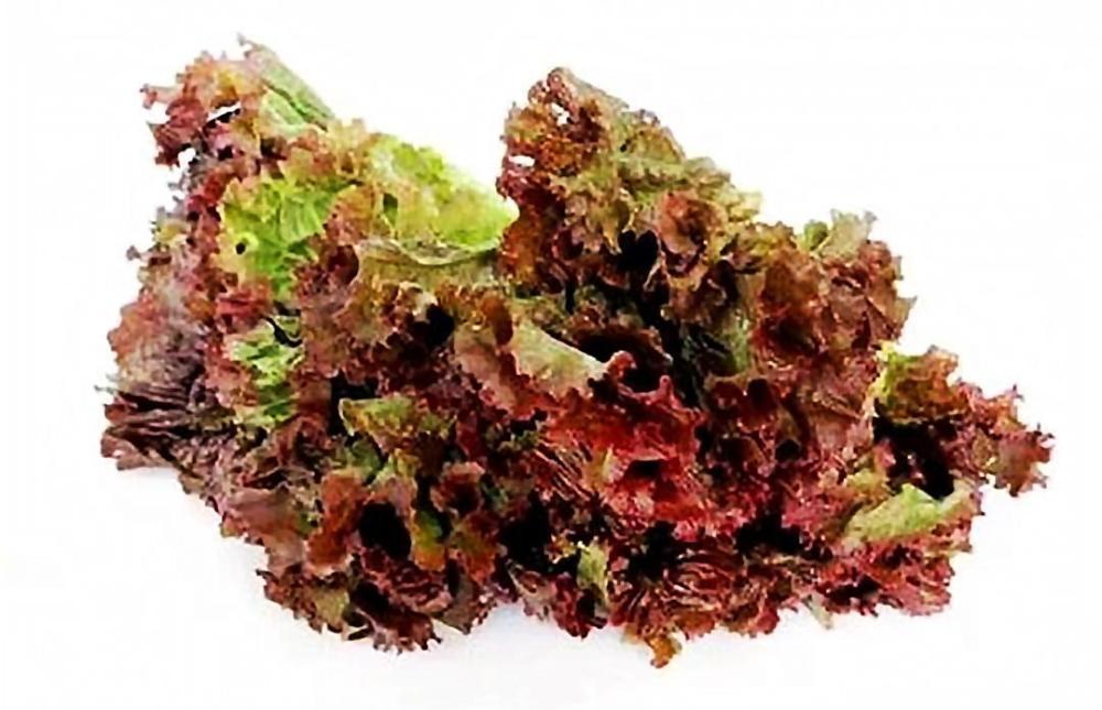 Red Leaf Lettuce.jpg