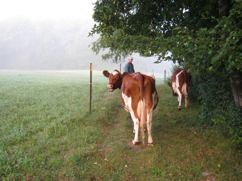 jeff and cows.jpg