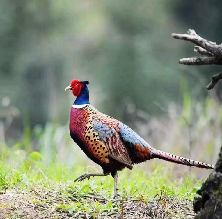 pheasant.thumb.jpg.12e45190f41a03a3bdb70dcf1e8f45d3.jpg