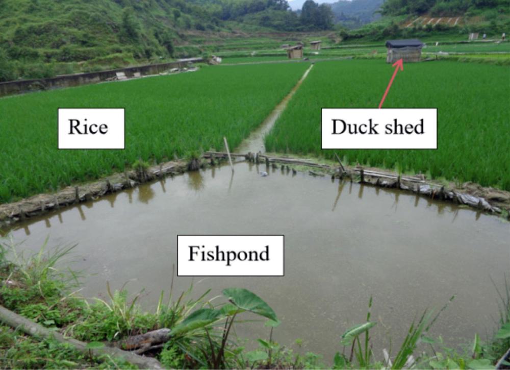 Rice-fish-duck_system_in_China_-_Congjiang_Dong_rice_terraces_-_rice_paddy__fishpond__duck_shed.thumb.jpg.057c3fc147fd8ac6e1c2981384202e08.jpg