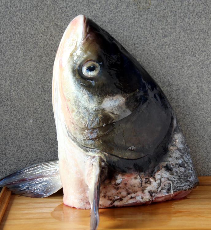 BigheadCarp3.thumb.jpg.b7e59b2d2a3908c5b45ec946af92f951.jpg