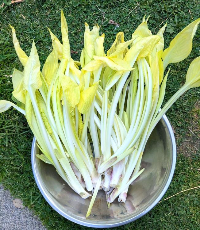 hosta2025.thumb.jpg.847ad5602066b4cd14345dfef6468447.jpg