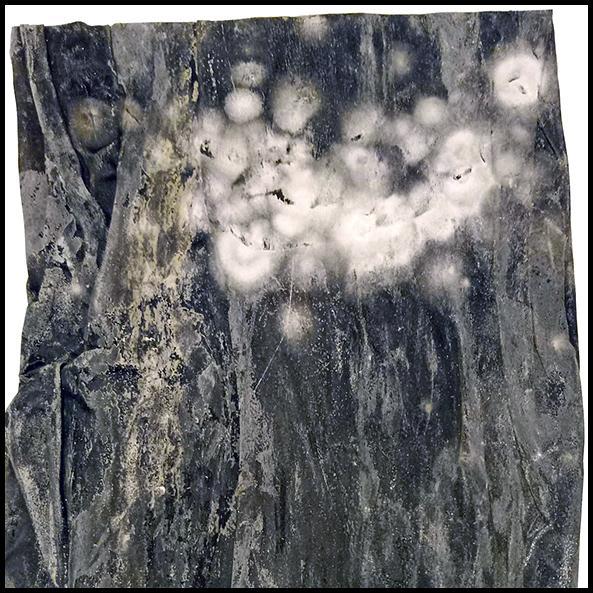 Kombu with Mold.jpg