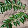 Charismatic Curry Leaves