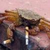 SmokingCrab