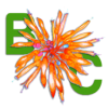 bloomingcactus